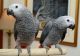 African Grey Birds for sale in Sacramento, CA, USA. price: NA