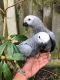 African Grey Birds for sale in New York County, NY, USA. price: NA