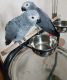 African Grey Birds for sale in Clifton, NJ, USA. price: $850