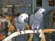 African Grey Birds for sale in Calhoun Rd, Houston, TX, USA. price: NA