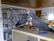 African Grey Birds for sale in Roanoke, VA, USA. price: NA