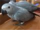 African Grey Birds for sale in Charlotte, NC, USA. price: NA