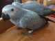 African Grey Birds for sale in Chicago, IL, USA. price: $600