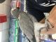 African Grey Birds for sale in Salt Lake City, UT, USA. price: $500