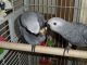 African Grey Birds for sale in Scottsdale, AZ, USA. price: NA