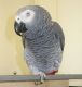 African Grey Birds for sale in Houston, TX 77002, USA. price: $600