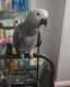 African Grey Birds for sale in Salt Lake City, UT 84101, USA. price: $550