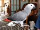 African Grey Birds for sale in Phillips, WI 54555, USA. price: NA