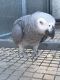 African Grey Birds for sale in Worcester, MA 01605, USA. price: NA