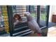African Grey Birds for sale in Norris City, IL 62869, USA. price: NA