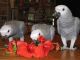 African Grey Birds for sale in Boston, MA, USA. price: $400