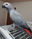 African Grey Birds for sale in Denver, CO, USA. price: NA