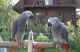 African Grey Birds for sale in Seattle, WA, USA. price: NA