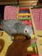 African Grey Birds for sale in Fayetteville Rd, Raleigh, NC 27603, USA. price: NA