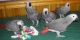 African Grey Birds for sale in Atlanta, GA, USA. price: $400
