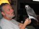 African Grey Birds for sale in New York, NY 10025, USA. price: NA