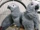 African Grey Birds for sale in Manchester, NH, USA. price: NA