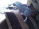 African Grey Birds for sale in Canton, PA 17724, USA. price: $700
