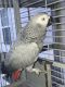 African Grey Birds for sale in Hanford, CA 93230, USA. price: NA