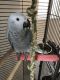 African Grey Birds for sale in Royal Oak, MI, USA. price: NA
