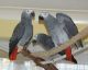 African Grey Birds for sale in Oakland, CA, USA. price: NA