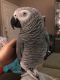 African Grey Birds for sale in Ontario, CA 91761, USA. price: NA