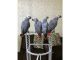 African Grey Birds for sale in Panama City Beach, FL, USA. price: $600