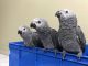African Grey Birds for sale in DE-1, Lewes, DE, USA. price: NA