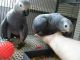 African Grey Birds for sale in Fresno, CA, USA. price: NA