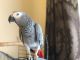 African Grey Birds for sale in Philadelphia, PA, USA. price: $500