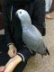 African Grey Birds for sale in Ithaca, NY, USA. price: NA
