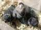African Grey Birds for sale in South Elgin, IL, USA. price: NA