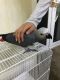 African Grey Birds for sale in Houston, TX, USA. price: $300