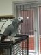 African Grey Birds for sale in Canal Winchester South Rd, Canal Winchester, OH 43110, USA. price: NA