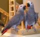African Grey Birds for sale in Sarepta, LA 71071, USA. price: $600