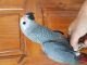 African Grey Birds for sale in Sterling, OH 44276, USA. price: NA