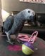 African Grey Birds for sale in Montgomery, AL, USA. price: NA