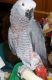 African Grey Birds for sale in San Jose, CA, USA. price: NA