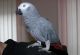 African Grey Birds for sale in Port Hueneme, CA, USA. price: NA