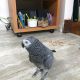 African Grey Birds for sale in Austin, TX, USA. price: NA