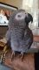 African Grey Birds for sale in Texas City, TX, USA. price: NA