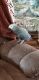 African Grey Birds for sale in Pottsville, PA 17901, USA. price: NA