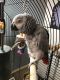 African Grey Birds for sale in Colon, MI 49040, USA. price: NA