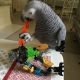 African Grey Birds for sale in Las Cruces, NM, USA. price: NA