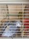 African Grey Birds for sale in Fort Lauderdale, FL, USA. price: NA