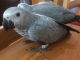 African Grey Birds for sale in Houston, TX, USA. price: $600