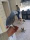 African Grey Birds for sale in Charlotte, NC, USA. price: $500