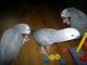 African Grey Birds for sale in Colorado Springs, CO, USA. price: NA