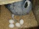 African Grey Birds for sale in Spartanburg School District 03, SC, USA. price: $300