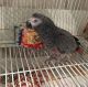 African Grey Birds for sale in TX-249, Houston, TX, USA. price: NA